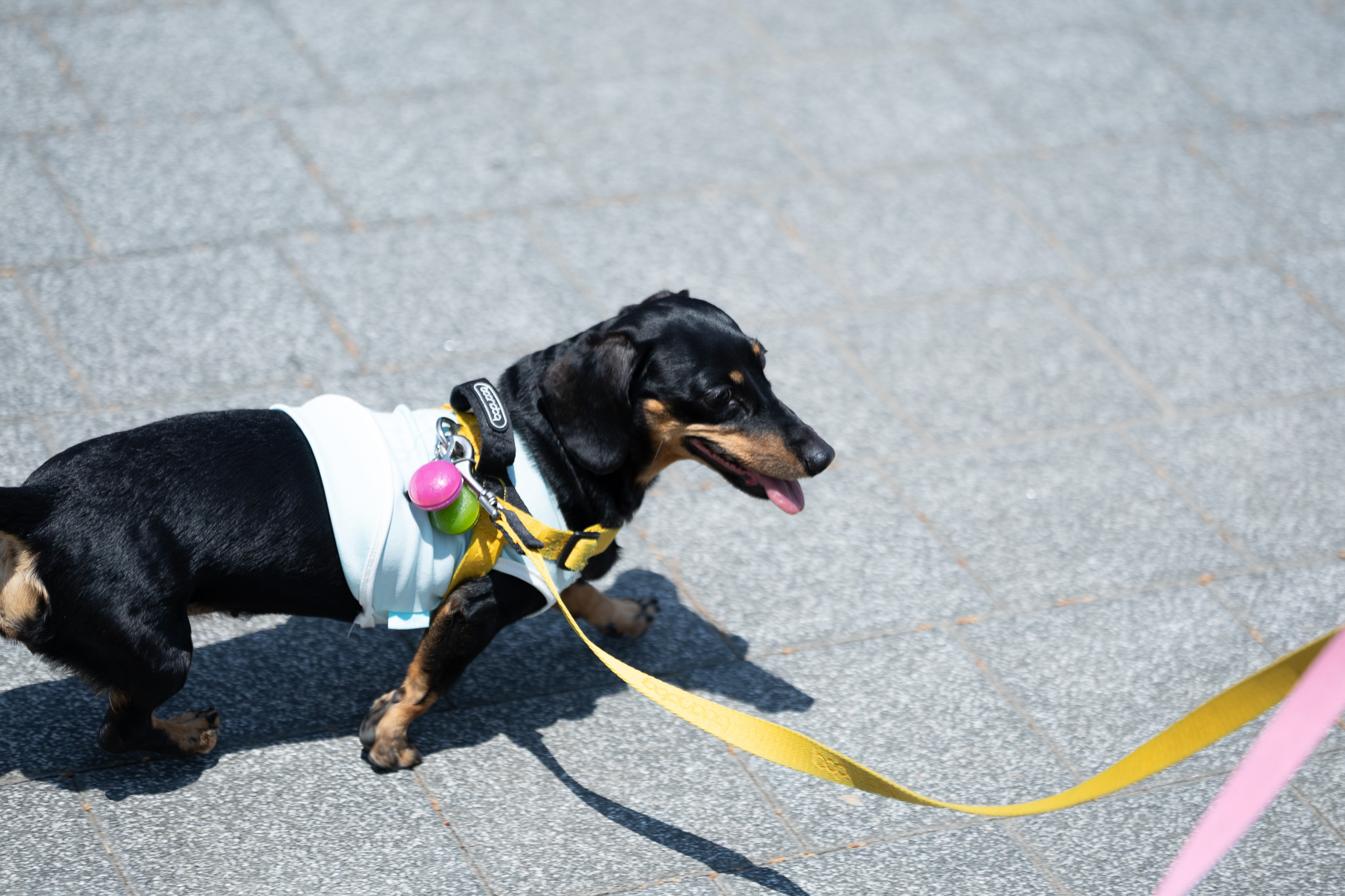 Canon EOS R8, RF100mm f2.8 L is usm